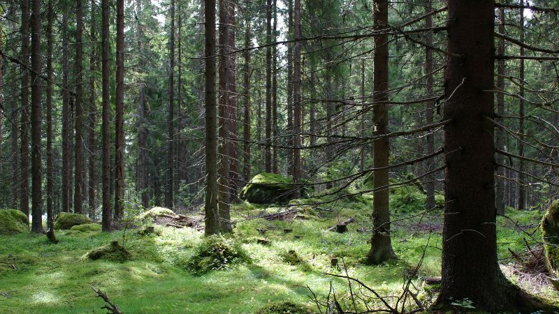 Metsämaisema, puita.
